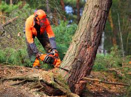 Best Lot and Land Clearing  in Glen Dale, WV