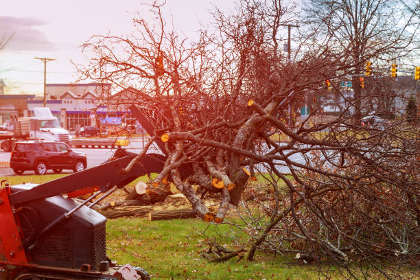 Mulching Services in Glen Dale, WV