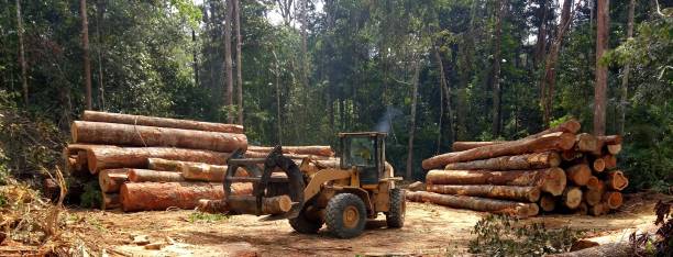 Best Tree Maintenance Programs  in Glen Dale, WV