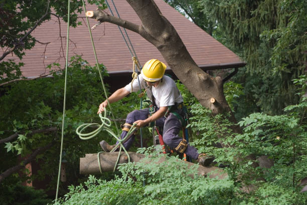 Best Leaf Removal  in Glen Dale, WV