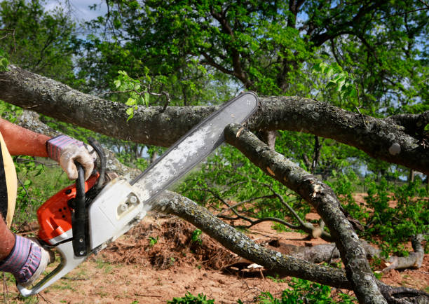 Best Stump Grinding and Removal  in Glen Dale, WV
